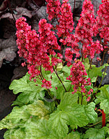 Heuchera 'Havana'